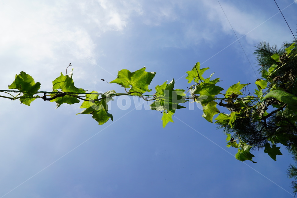 plant,식물,leaf,하늘,자연,잎,잎사귀,가을하늘,줄기
