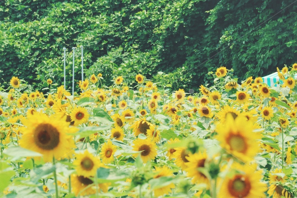 해바라기,sunflower,꽃,flower,식물,plants,여름,계절,summer,season,식물,자연,plants,nature,꽃,flower,감성,sensible,feeling,plant,blossom