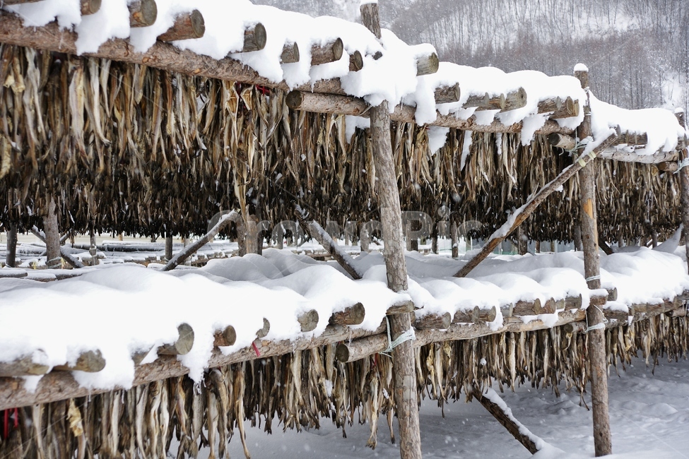 황태,황태덕장,대관령,설경,겨울,겨울,계절,winter,season,자연,풍경,nature,landscape,한국자연풍경,한국자연경관,korea nature landscape,음식,식재료,요리,food,cook,meal,dishes,food reserves,수산물,해산물,fishery products,seafood,outdoors,옥외,ice,빙