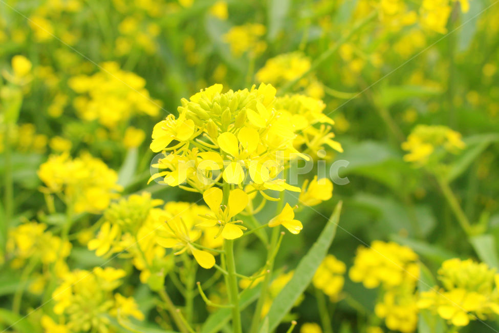 유채꽃,봄,자연,노란색,노랑,flower,green