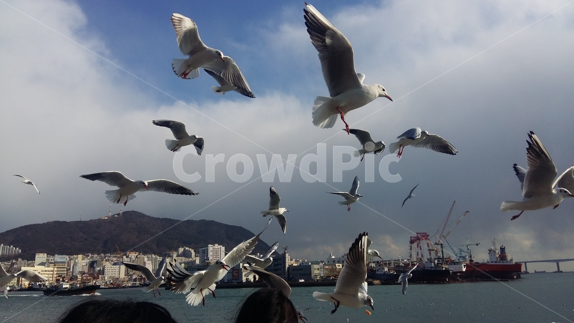 갈매기,바다,동물,새,bird,animal,조류,commongull
