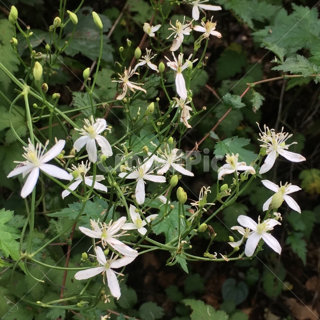 자연,꽃,힐링,휴식,하얀,하얀꽃,식물,자연,plants,nature,꽃,flower