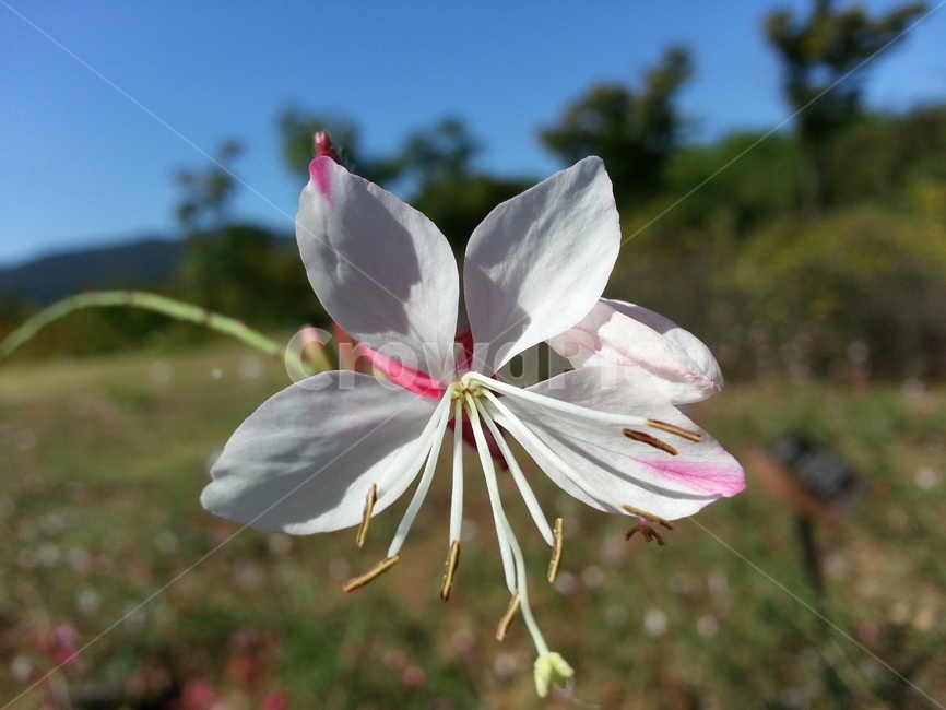 식물,꽃,하얀꽃,들판,flower,식물,자연,plants,nature,꽃,flower