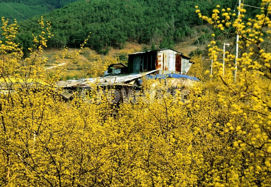 산수유축제,봄꽃,골목길,시골마을,오래된,노랑꽃,약용식물,산수유마을,지리산,구례,산동,꽃축제,season,natural,background,나무,아름다운,풍경,올드,old,flowers,country,road,과거,회상,정겨운,담장,돌담길,동구밖,집,하우스,동네,만발,절정,고목,방앗간,정미소,봄,계절,spring,season,시골,마을,풍경,landscape,country,rural,town,nature,자연,outdoors,옥외,building,건물