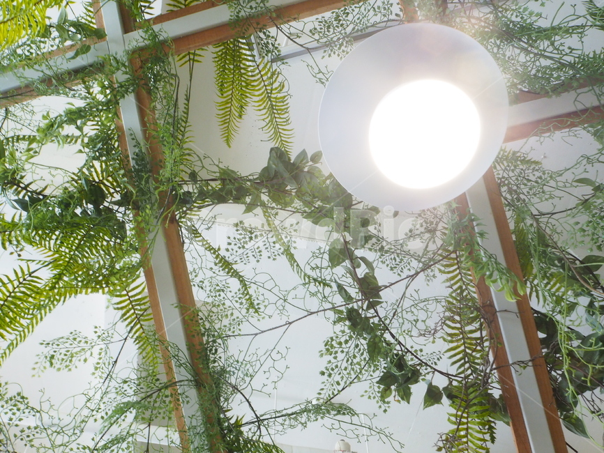 천장,덩굴,풀,조명,초록,보태니컬,나무,식물,식물,자연,plants,nature