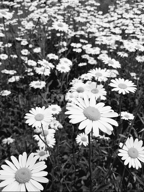 꽃,데이지,식물,흑백사진,자연,flower,daisy,plant,blossom,nature,식물,자연,plants,nature,꽃,flower,흑백,모노톤,monochrome,black and white