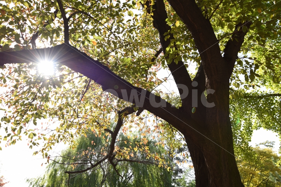 나무,태양,단풍,초록,주홍,식물,자연,plants,nature,나무,trees,wood,휴식,힐링,rest,relaxation,healing
