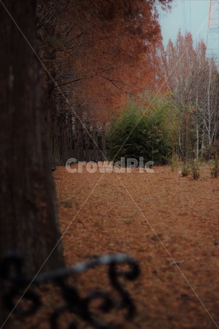 길,낙엽,메타세콰이어,단풍,감성,가을,계절,fall,autumn,season,자연,풍경,nature,landscape,ground,바닥,tree,나무,plant,식물
