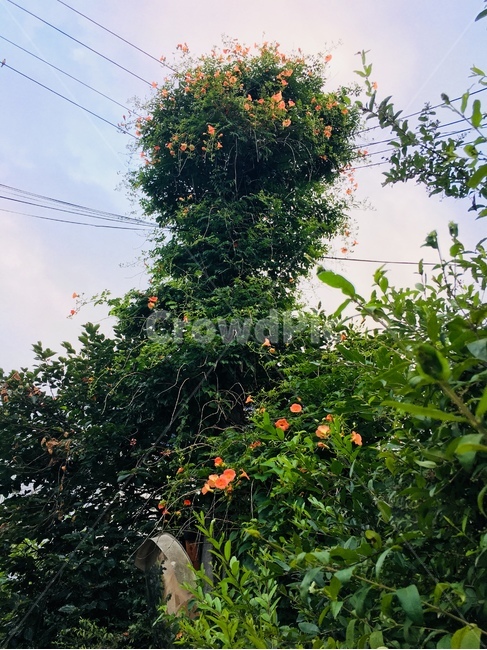 능소화,여름꽃,꽃,전봇대,넝쿨식물,식물,자연,plants,nature,꽃,flower