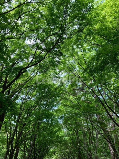나무,tree,등산,hiking,climbing,nature,자연,바탕화면,배경화면