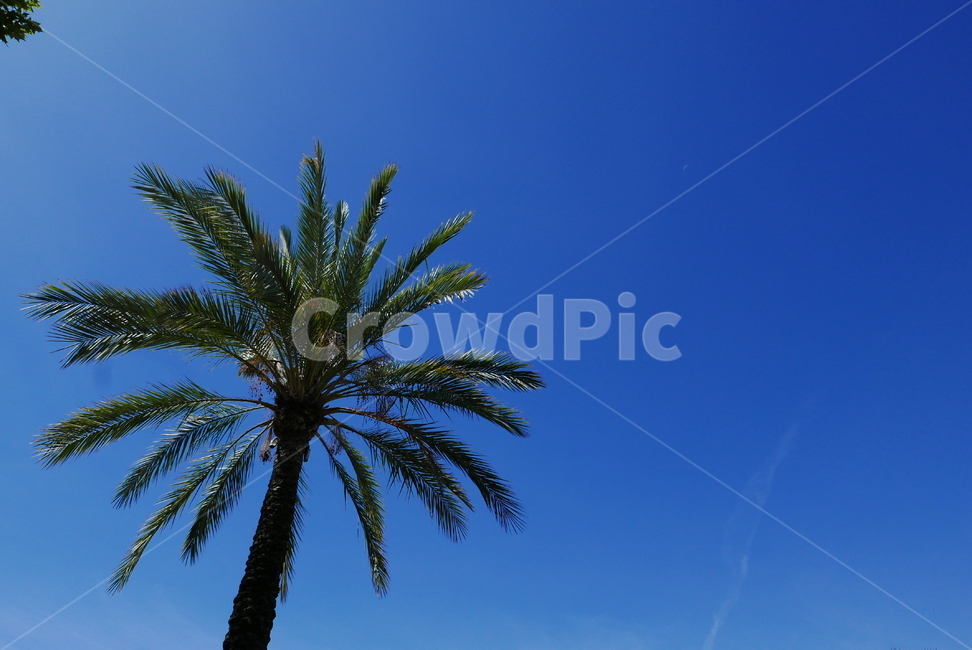 palmtree,야자수,tree,나무,자연,plant,식물,nature,tropical,arecaceae