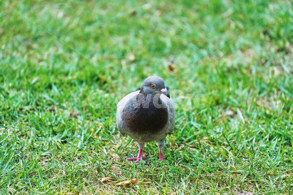 조류,새,야외,공원,비둘기,먹이활동,풀밭,동물,animal,조류,새,birds