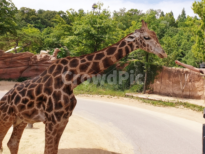 에버랜드,동물,기린,giraffe,포유류,animal,동물,animal,포유류,mammal