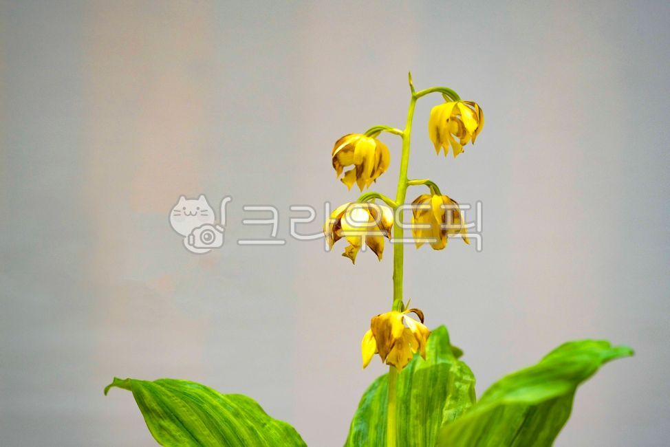 새우난,난초,난,동양란,난초꽃,분,화분,분재,줄기,잎,leaf,식물,plant,꽃잎,petal