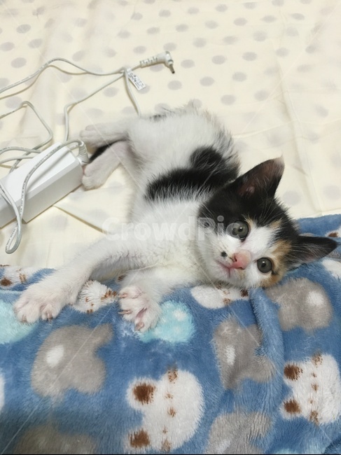 고양이새끼,cat,고양이,kitten,animal