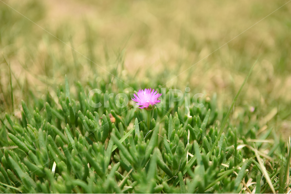 꽃,한송이,접사,분홍,힐링,신선함,안식처,season,plants,nature,flower,sensible,feeling,색깔,색상,색채,색감,colorsense,colorsensitivity,feelingofcolor,감성,평온함,느낌,휴식