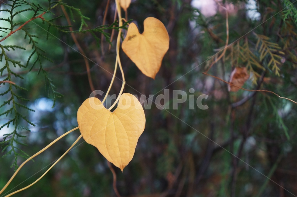 노란단풍,하트,낙엽,가을,나팔꽃잎,식물,가을,계절,fall,autumn,season,leaf,잎,plant,veins,정맥
