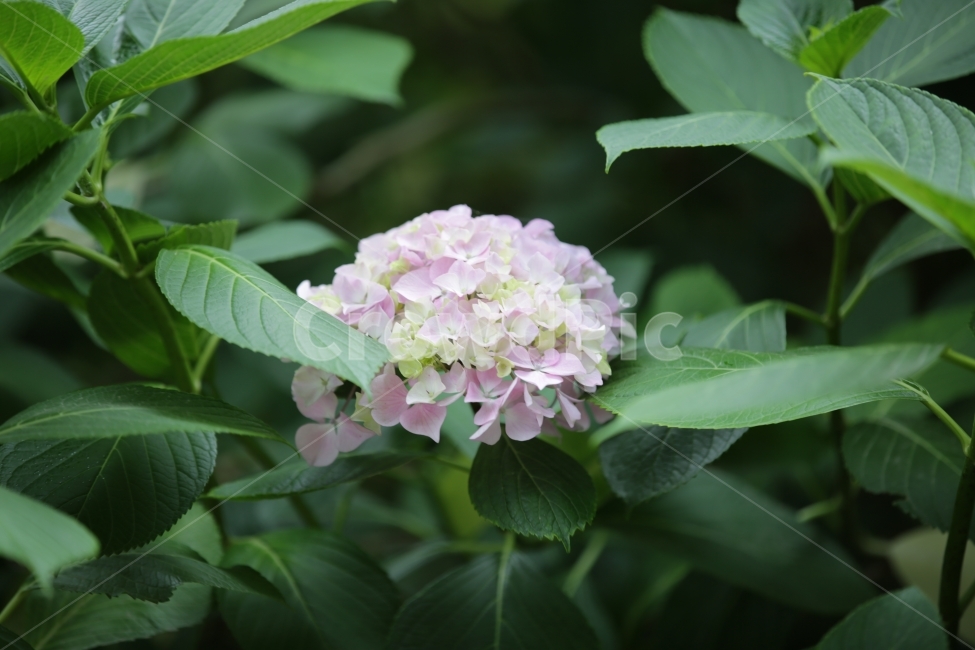 수국,Bigleafhydrangea,쌍떡잎식물,장미목,범의귀과,낙엽관목,식물,자연,plants,nature,꽃,flower