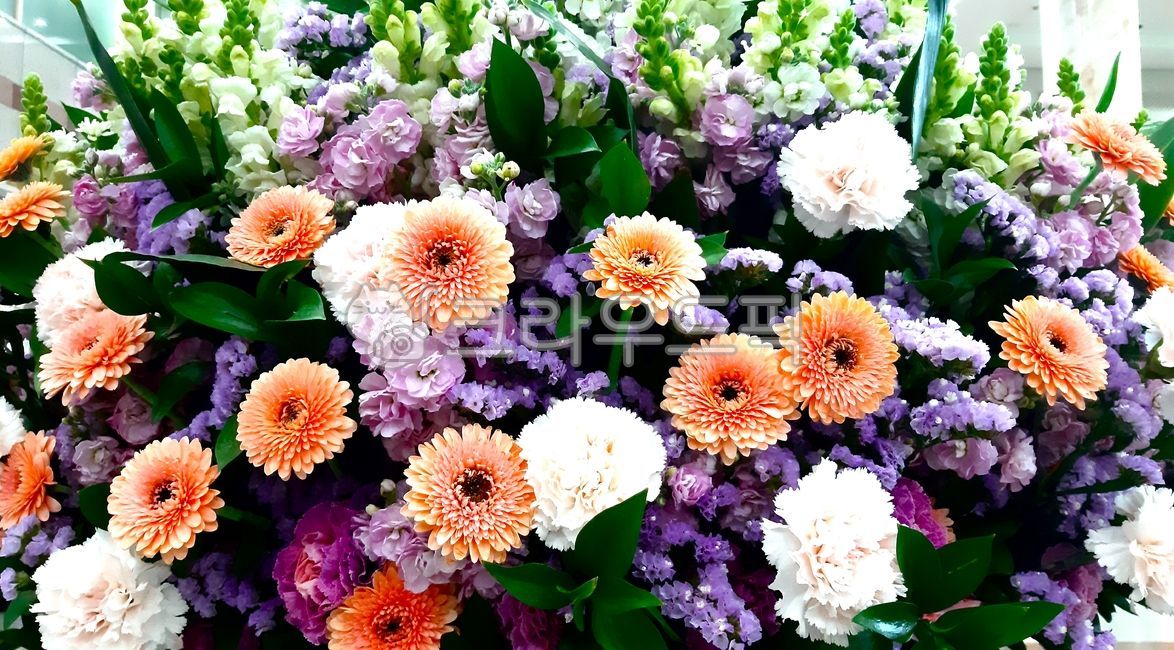 plant,식물,flower,blossom,꽃,dahlia,달리아,꽃곶이,봄