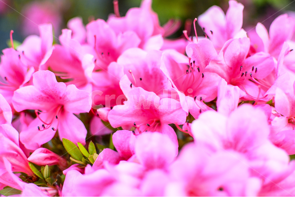 꽃,진달래,접사,연분홍,봄,식물,자연,plants,nature,꽃,flower