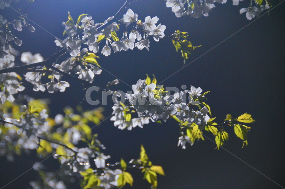 봄,벚꽃,밤벚꽃,밤,비,봄,계절,spring,season,plant,식물,flower,꽃,blossom