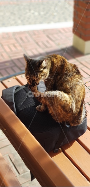 고양이,길고양이,길냥이,cat,pet,동물,귀여움,cute,동물,animal,포유류,mammal,고양이,cat,kitten,kitty
