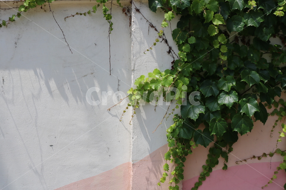 담벼락,잎사귀,식물,담쟁이,잎,벽,풍경,wall,nature,plants,leaf,leaves,ivy,식물,자연,plants,nature