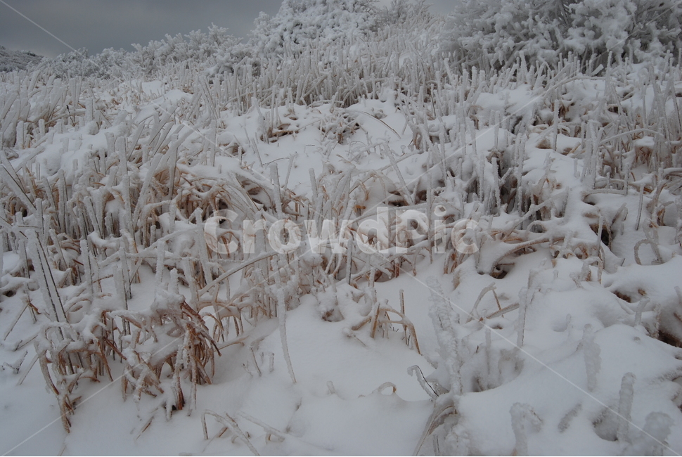 겨울,눈,공원,탐방로,자연,겨울,계절,winter,season