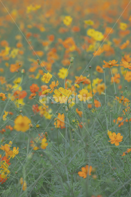 코스모스,노랑코스모스,가을,꽃,노랑꽃,flower,공원,야외,꽃사진,cosmos,park,예쁜,화사한,flowers,신선한,fresh,아름다운,푸른,자연,nature,정원,가을,계절,fall,autumn,season,식물,자연,plants,nature,꽃,flower,grassland,목초지,field,들,outdoors,옥외,rural,농촌,farm,농장,meadow