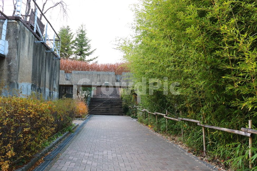 대나무,대,죽,식물,나무,자연,벼과,공원,선유도공원,자연,풍경,nature,landscape,식물,plants,arbour,정자,garden,정원,outdoors,옥외