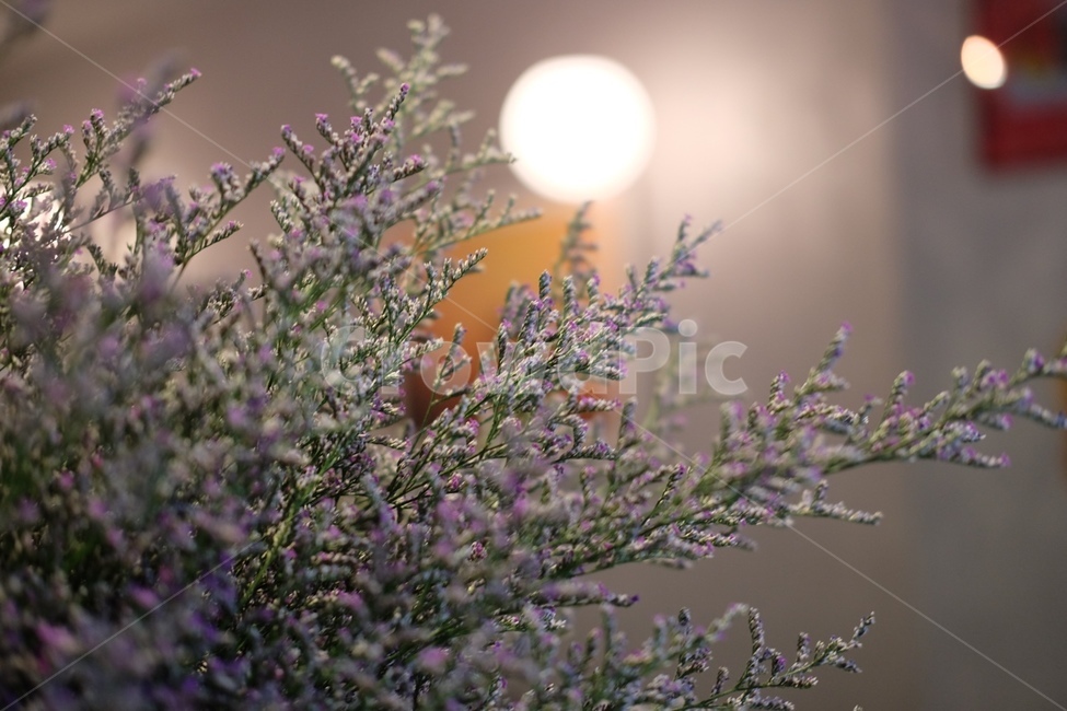 light,flower,꽃,전등,벽,꽃,flower