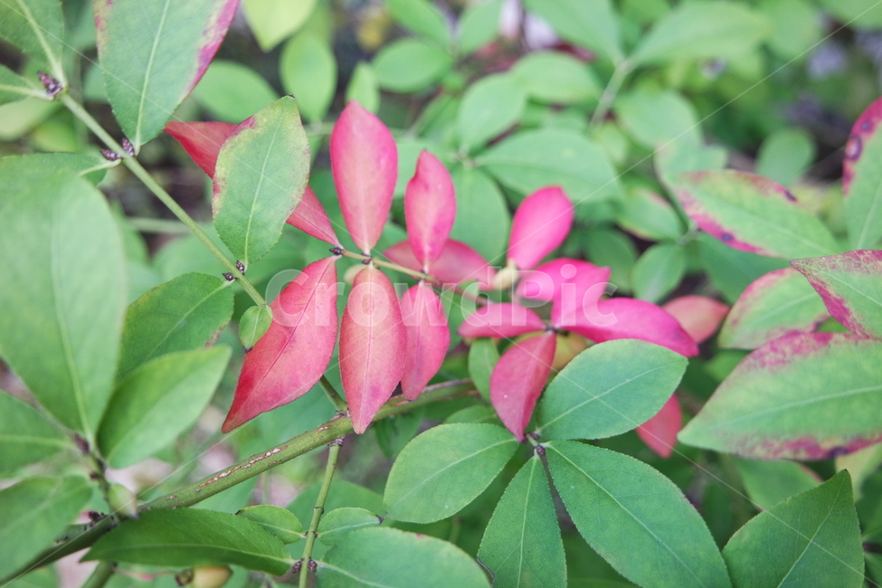 leaf,잎,plant,식물,붉은잎,초록잎,식물,자연,plants,nature