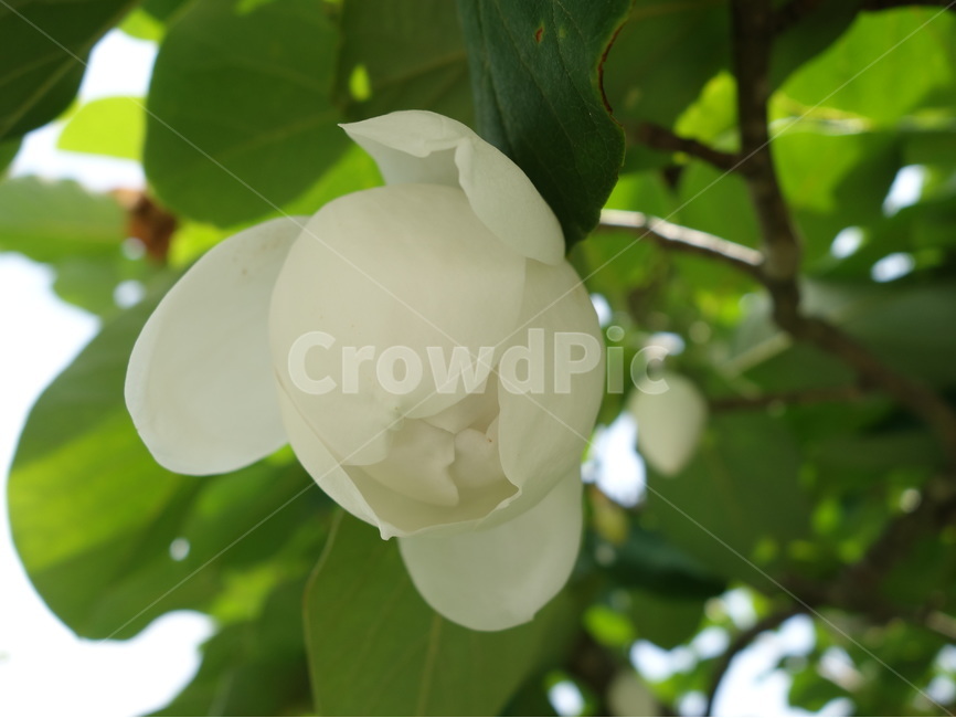 꽃,자연,풍경,나무,목련,식물,자연,plants,nature,꽃,flower