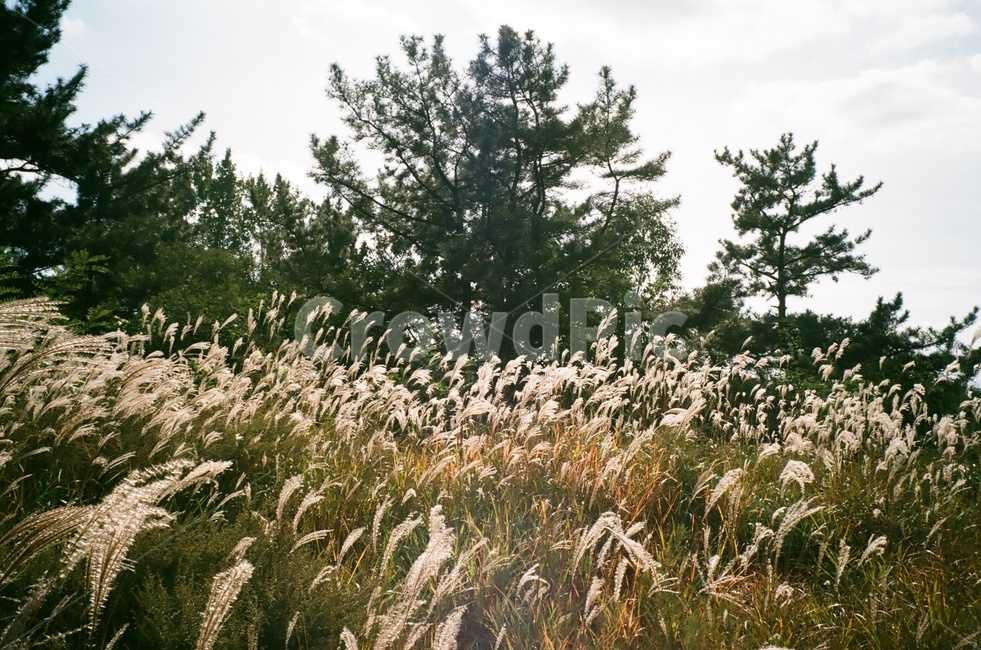 갈대,자연,하늘,바람,필름사진,가을,계절,fall,autumn,season,자연,풍경,nature,landscape,grass,잔디,plant,식물,lawn,reed
