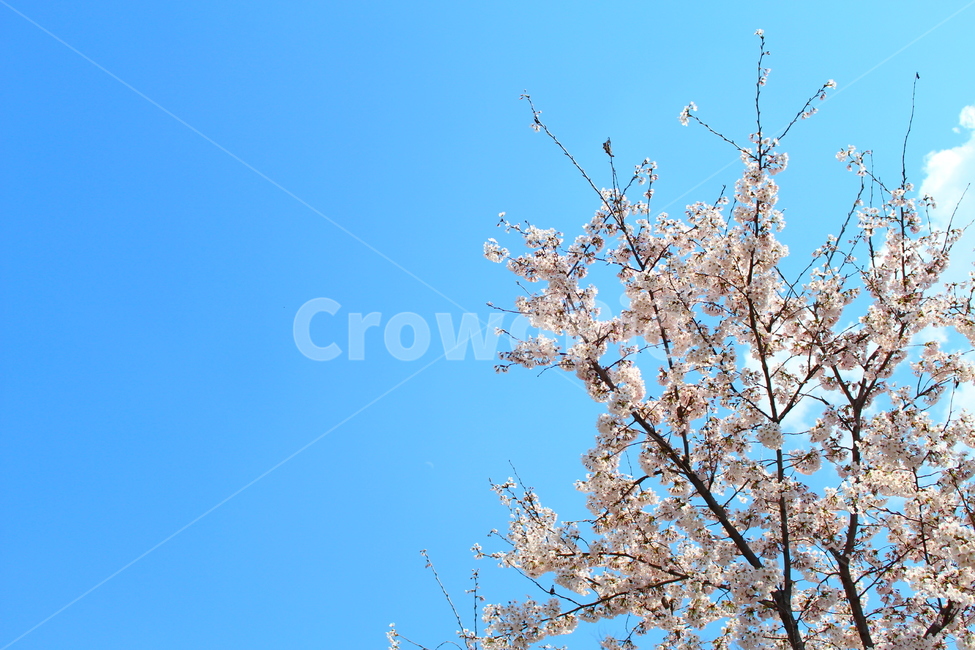 꽃,봄,봄꽃,벚꽃,하늘,봄,계절,spring,season,식물,자연,plants,nature,꽃,flower,plant,blossom