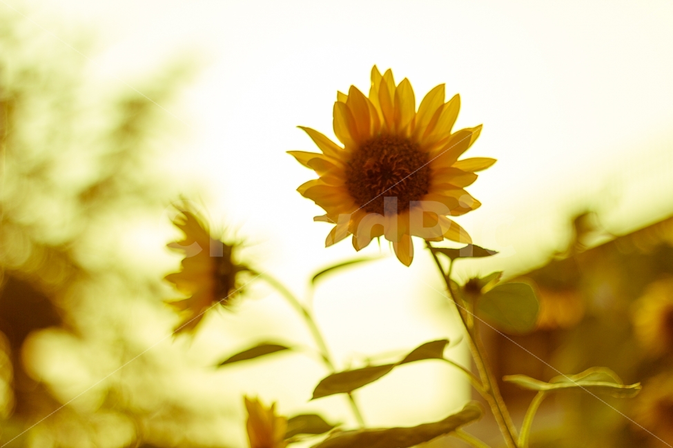 꽃,해바라기,감성,노을,자연,생태,야생,여름,계절,summer,season,식물,자연,plants,nature,꽃,flower,휴식,힐링,rest,relaxation,healing,감성,sensible,feeling,plant,blossom
