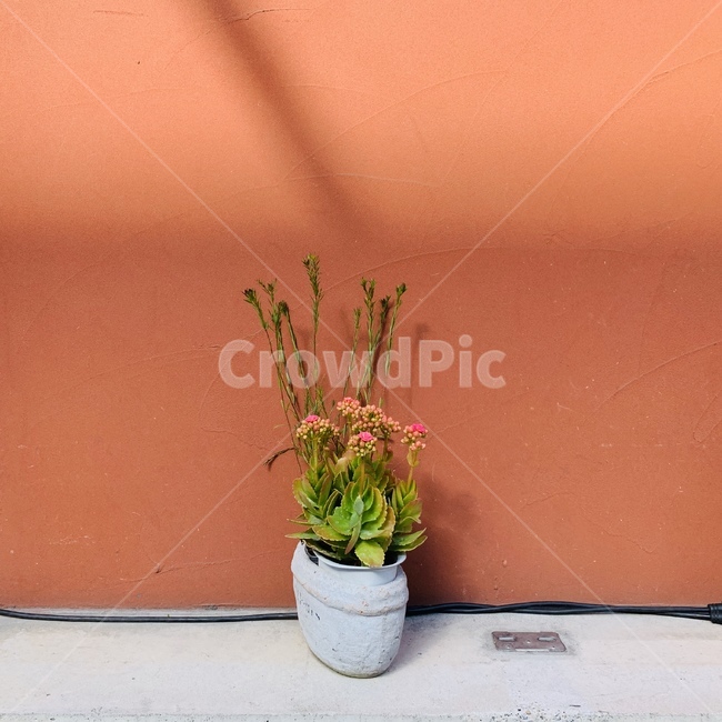 봄,코랄,화분,빛,꽃,감성,꽃,flower,실내용화초,화분,화초,house plant
