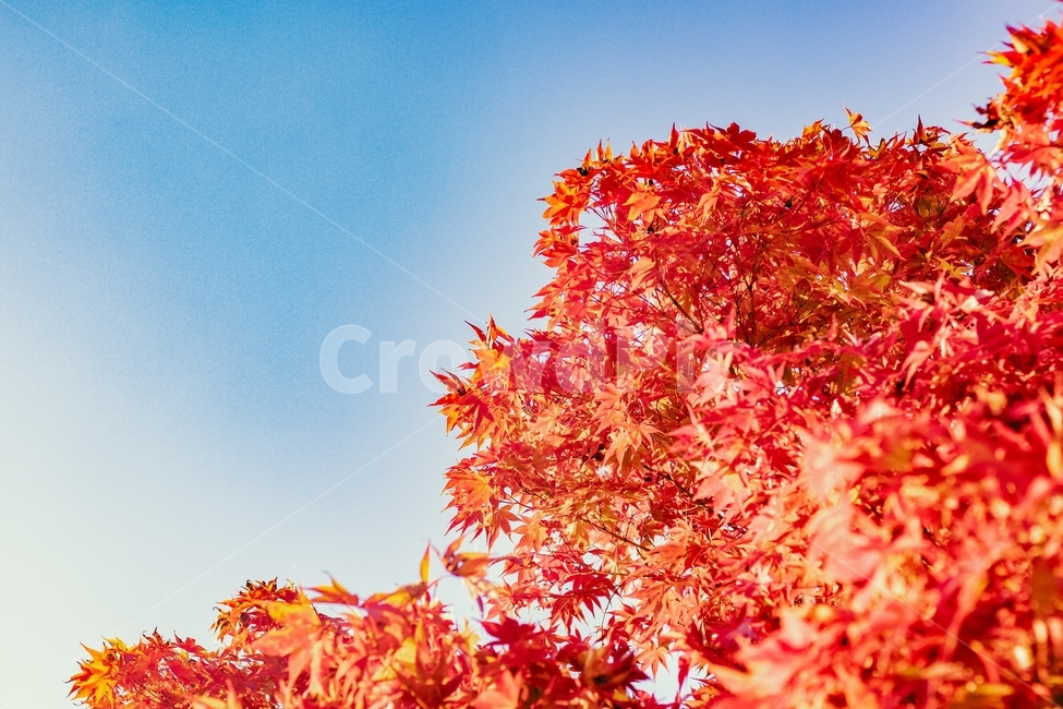 가을,단충,낙엽,단풍나무,나뭇잎,빨간색,중황색,하늘,가을,계절,fall,autumn,season,plant,식물,leaf,잎,tree,나무,maple,단풍