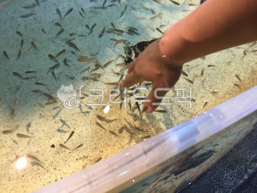 닥터피쉬,물고기,fish,수족관,어항