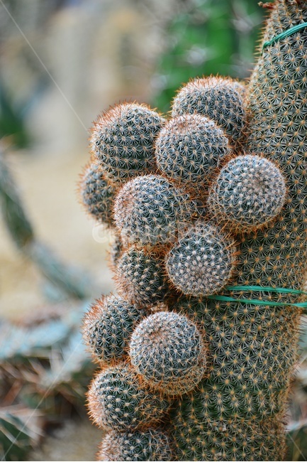 plant,식물,cactus,선인장,다육,다육식물,관상식물,관상다육,다육이,식물,자연,plants,nature