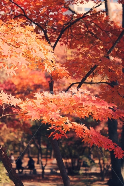 plant,식물,단풍,maple,나무,tree,autumn,가을,계절,fall,autumn,season