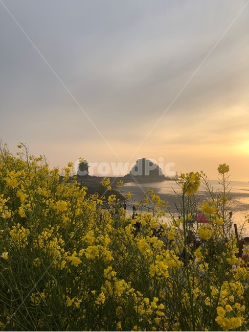 풍경,한국,석양,꽃,하늘,sunset,flowers,yellow,노란색,민들레,sky,nature,갯벌
