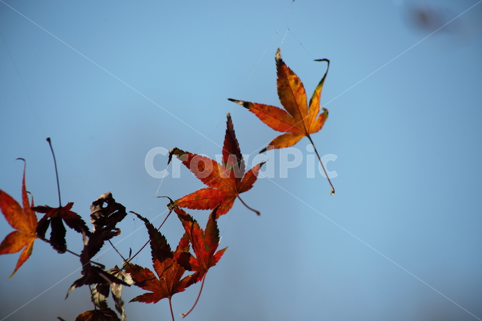 거미줄,낙엽,가을,단풍,fallenleaves,가을,계절,fall,autumn,season,식물,자연,plants,nature,leaf,잎,plant,tree,나무,bird,새,animal,동물,maple