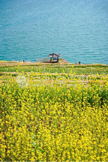 spring flowers,spring,ocean,rape flower,spring day,flower