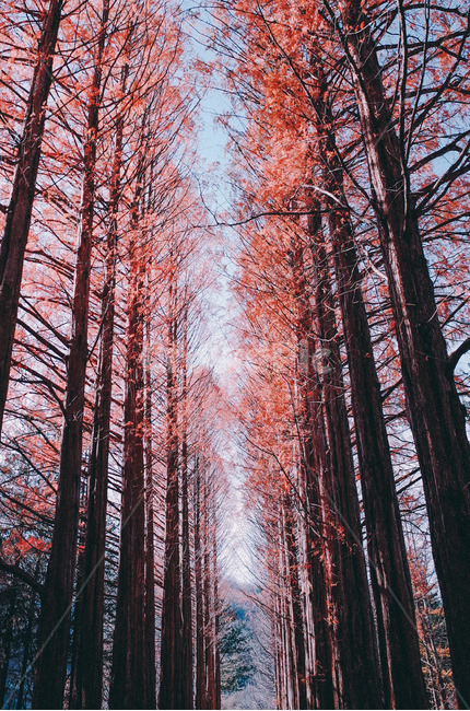 메타세콰이어,가을나무,쓸쓸함,가을숲,숲,낙엽,가을,계절,fall,autumn,season,tree,나무,plant,식물,leaf,잎,maple,단풍