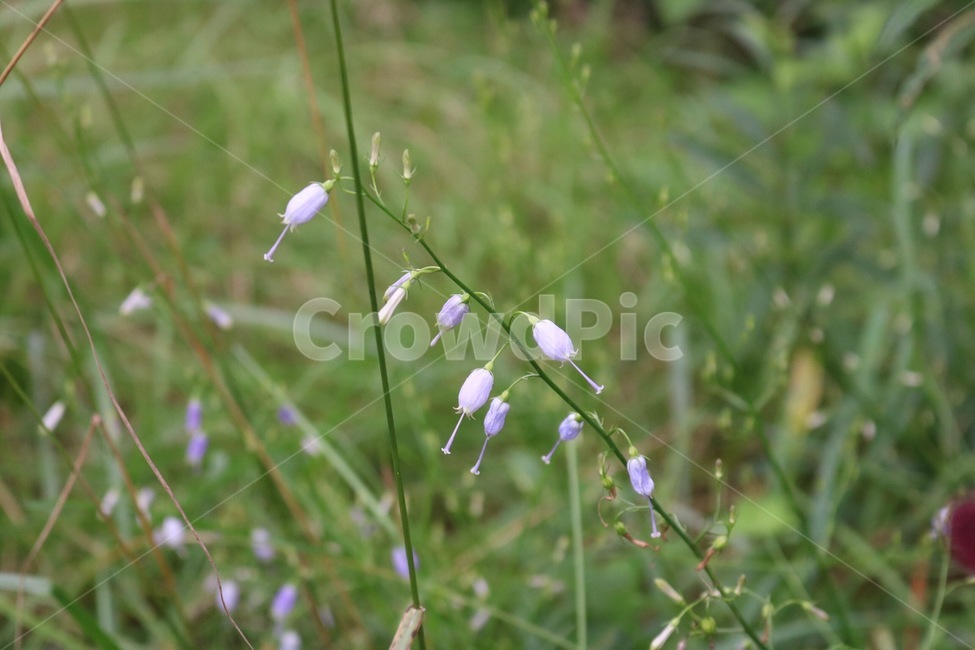 꽃,식물,분홍,보라,여름,초록,flower,hana,plants,shokubutsu,pink,pinku,purple,murasaki,summer,natsu,green,midori,자연,nature,식물,자연,plants,nature,꽃,flower