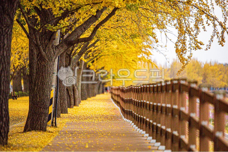 path,Ginkgo,road,plant,tree,Garosugil,yellow leaves,autumn
