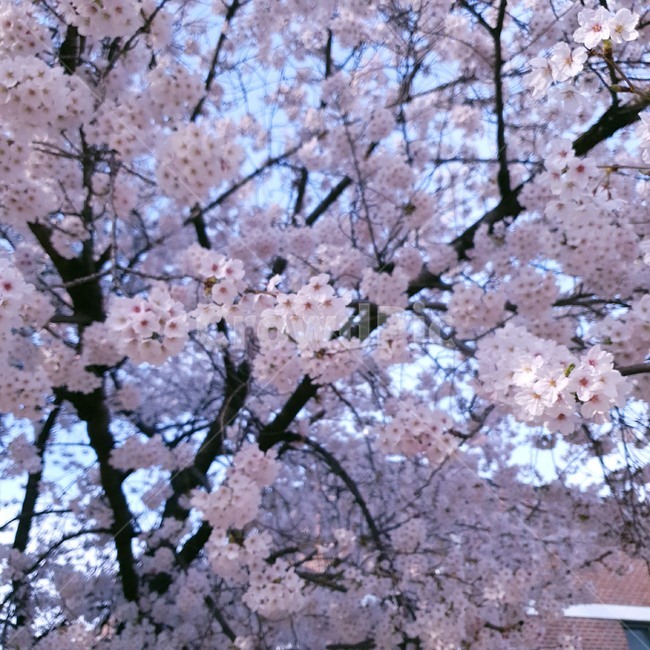봄,벚꽃,꽃,분홍,분홍색,여린,꽃말,아름다움,순결,교양,봄,계절,spring,season,식물,자연,plants,nature,꽃,flower,plant,blossom