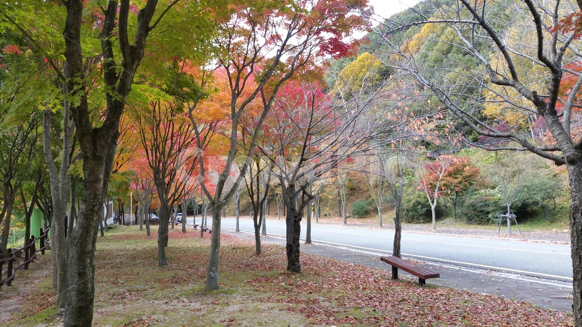 단풍,단풍나무,등산,등산단풍,단풍거리