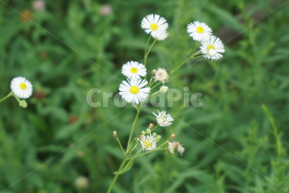 white flower,weed flower,sight,season,weed,summer,flower